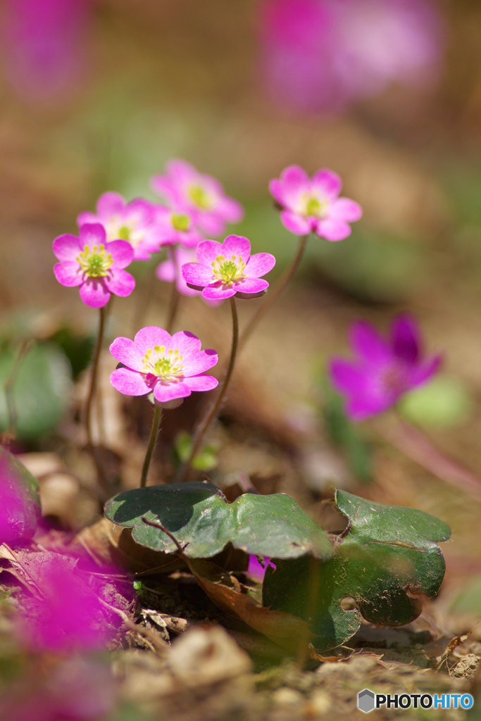 花は野のまま8