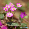 花は野のまま8