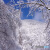 春の雪