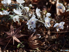 早春の花