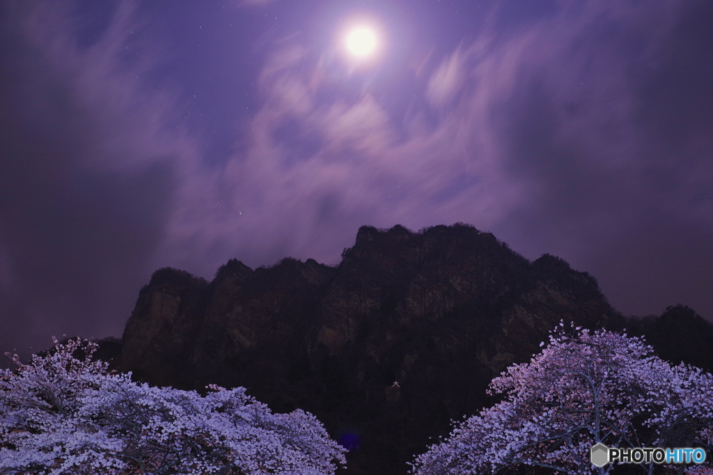 夜桜１