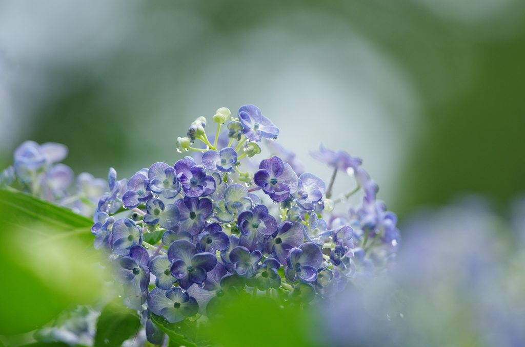 雨に濡れて２