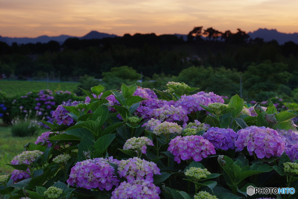 夕暮れ紫陽花