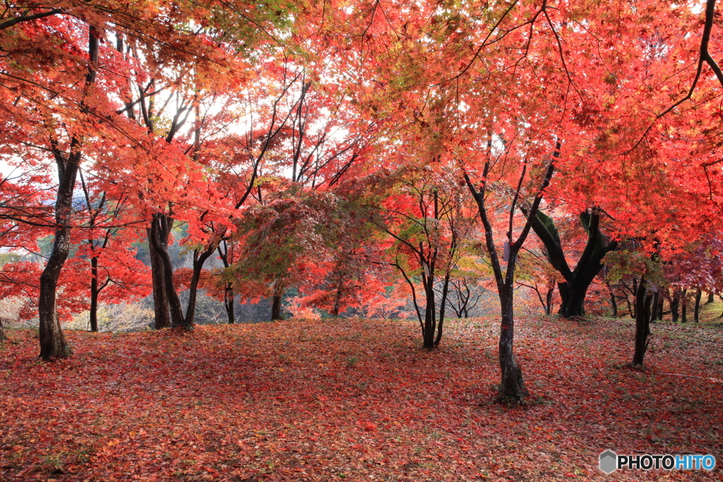 紅葉山