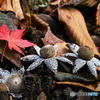 紅葉谷６