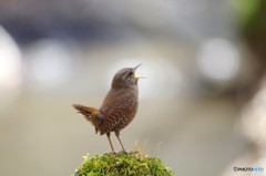 さあ、もういっちょ！