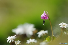 花は野のまま