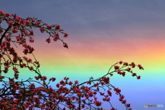 花桃と虹