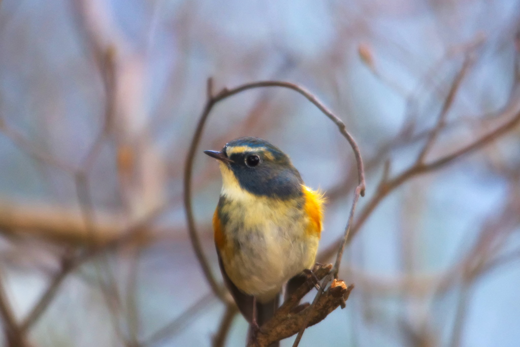 鳥かご