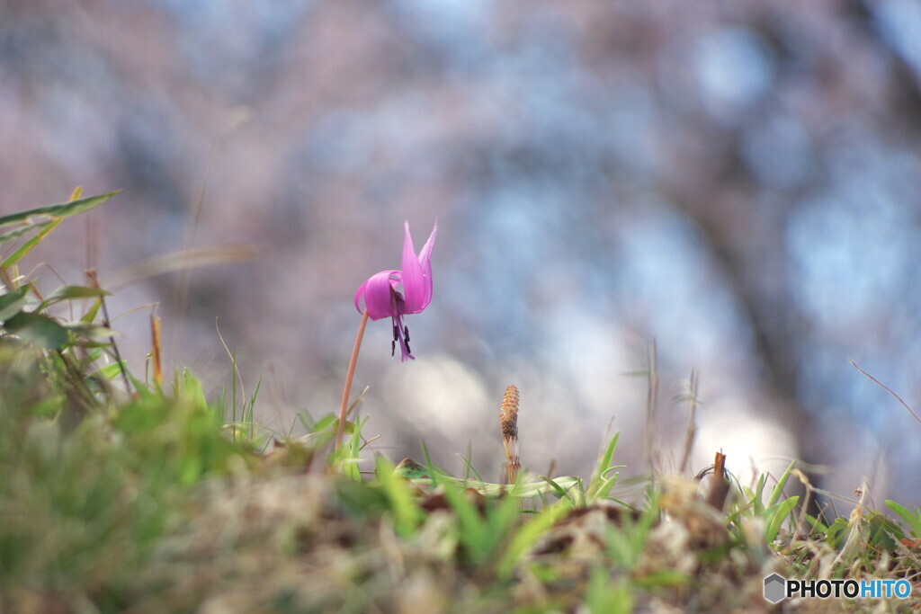 春の出会い