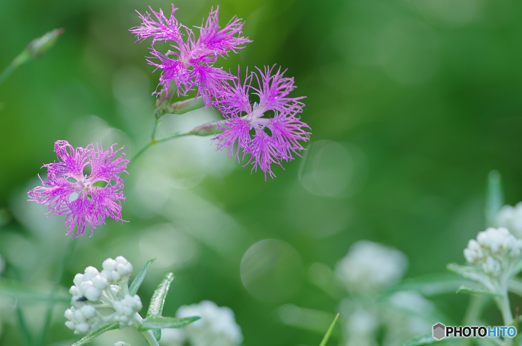 高原の花