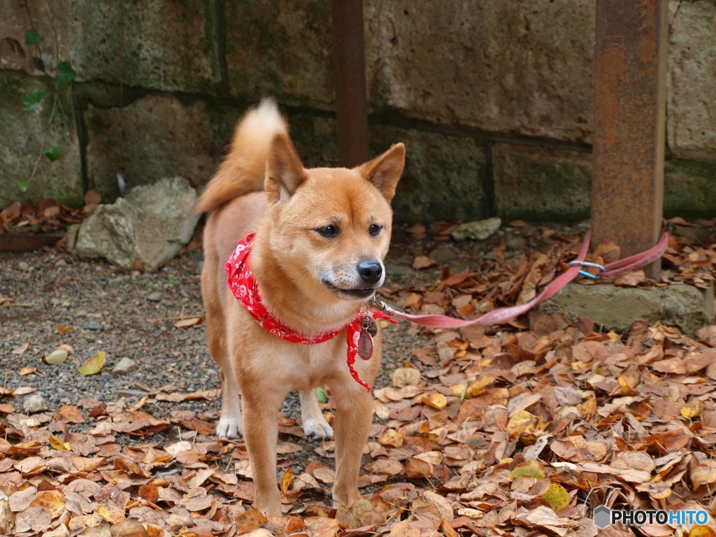 主人を待つ犬