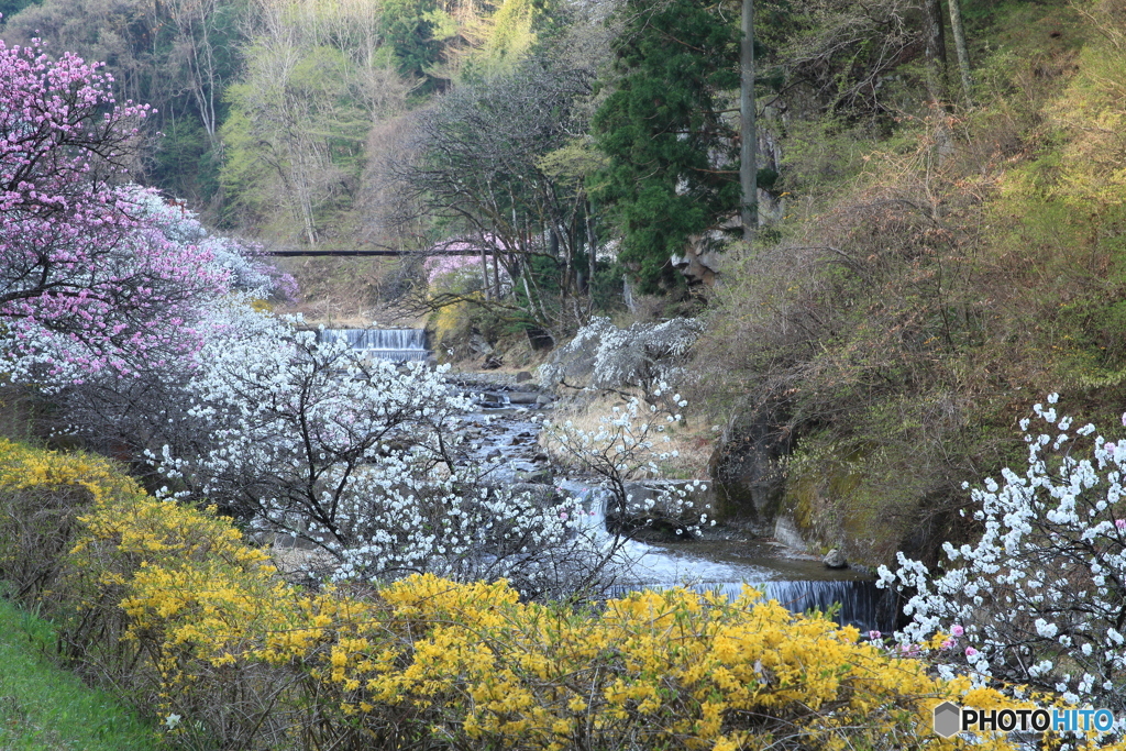 花桃の里2