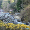 花桃の里2