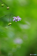 涼風