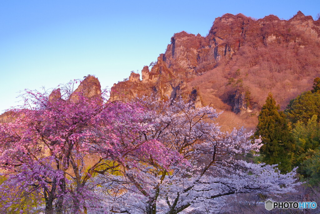 朝日の妙義山と桜
