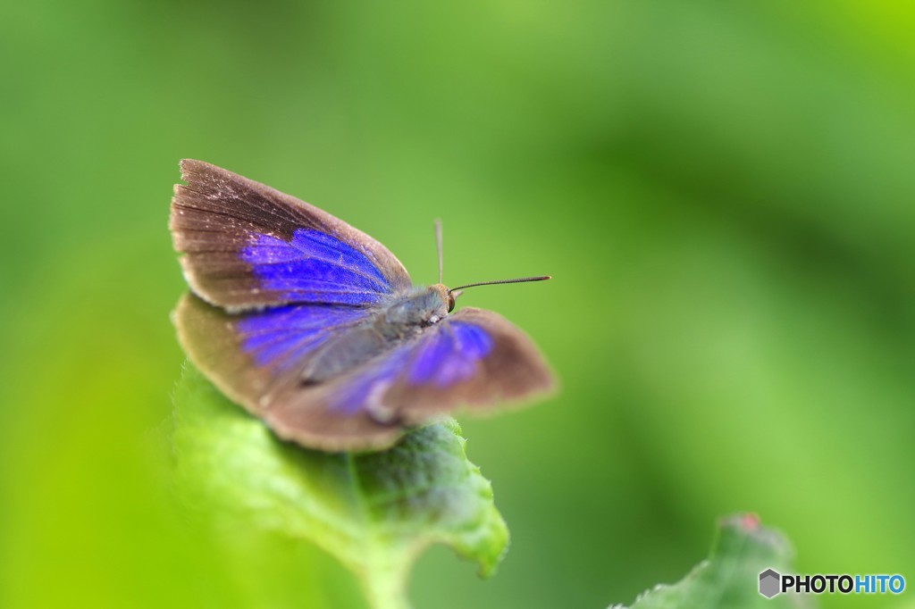 ムラサキシジミ