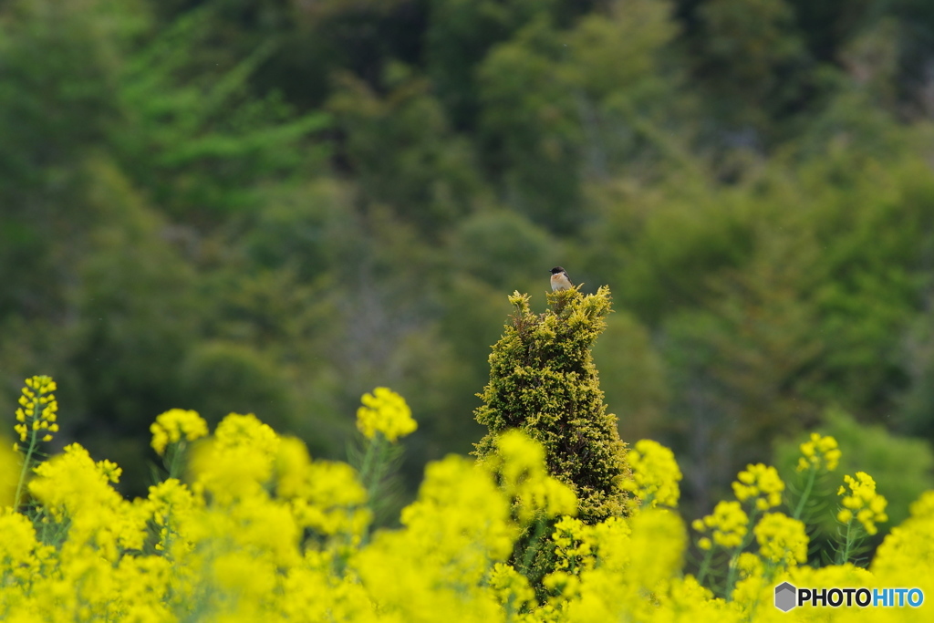 高台のお花見