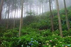 霧の中の紫陽花６