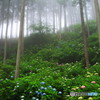 霧の中の紫陽花６