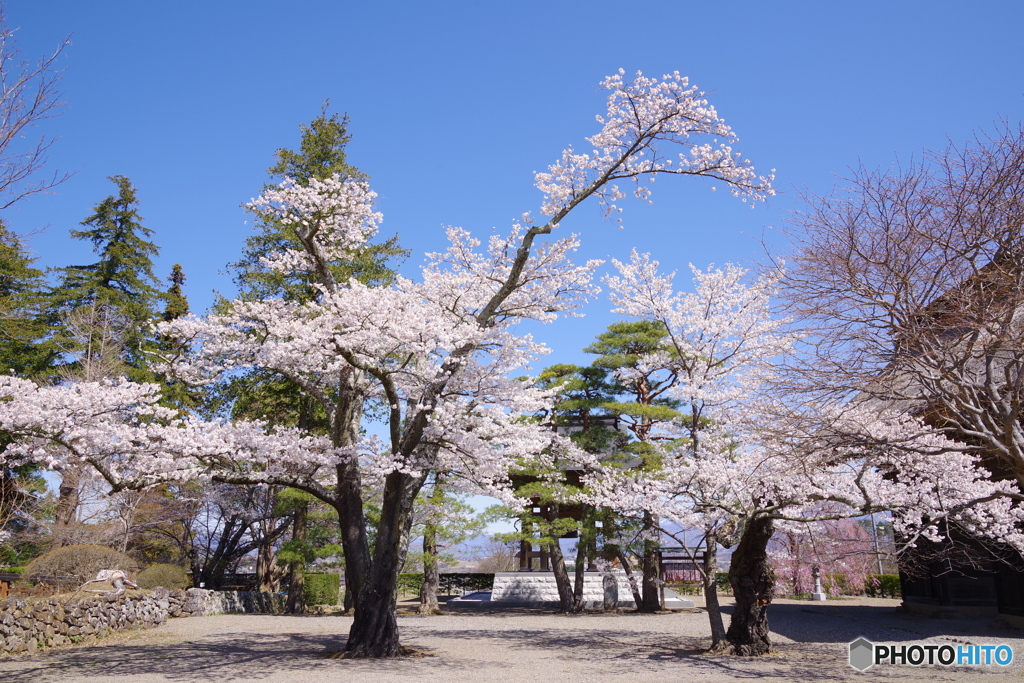 古刹の春