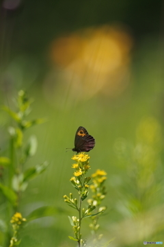 高原の蝶