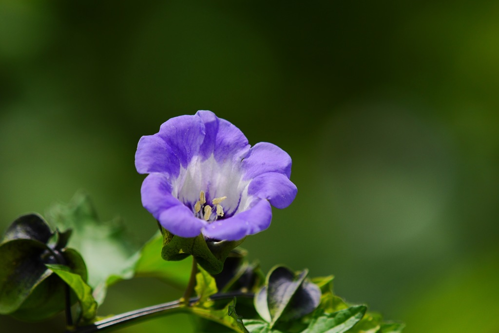 花楽の里（花）