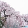 春の雪
