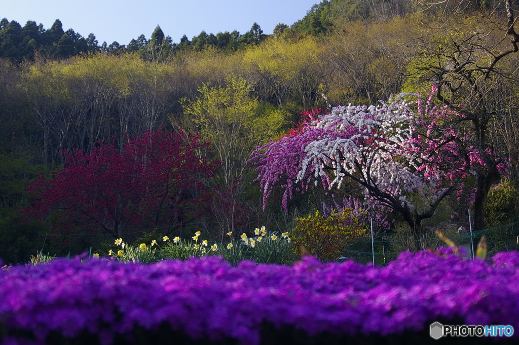 山里の春