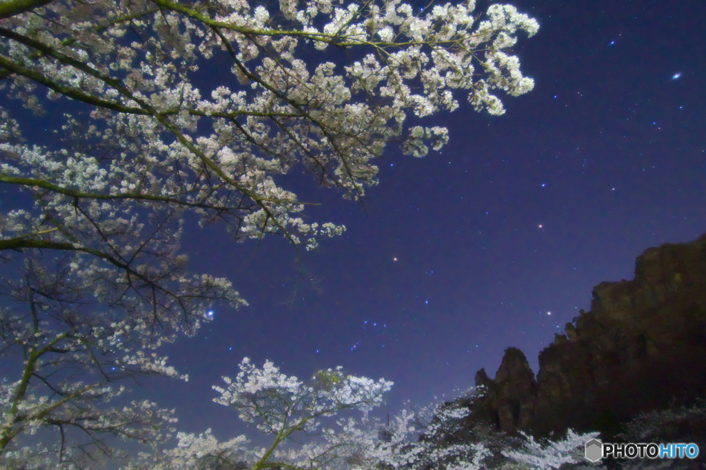 夜桜４