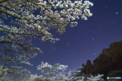 夜桜４