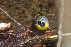 ようこそここへ♪