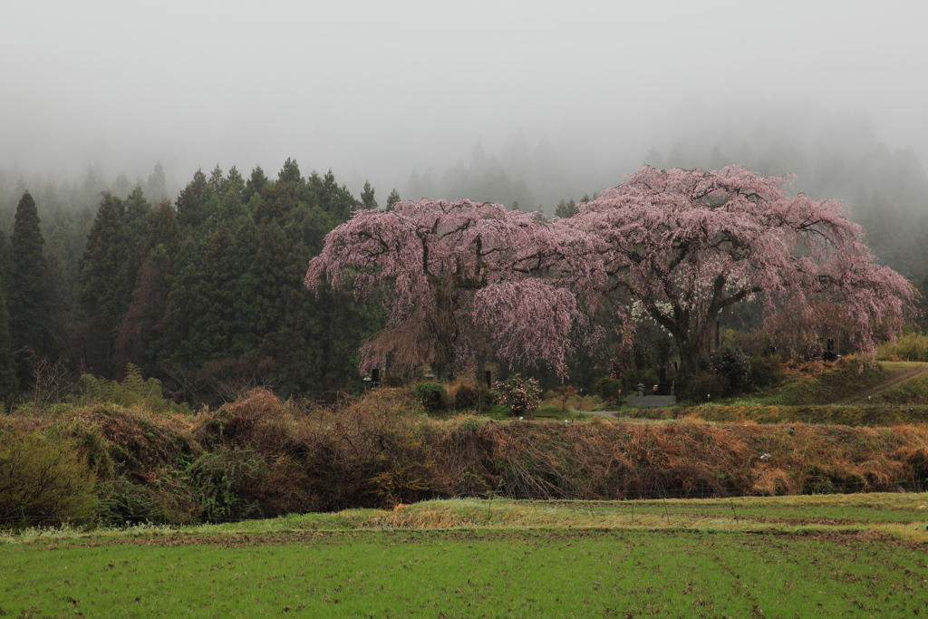 墓守桜