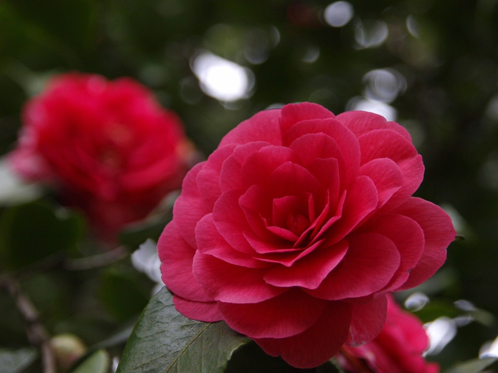 山茶花