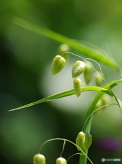 小判草