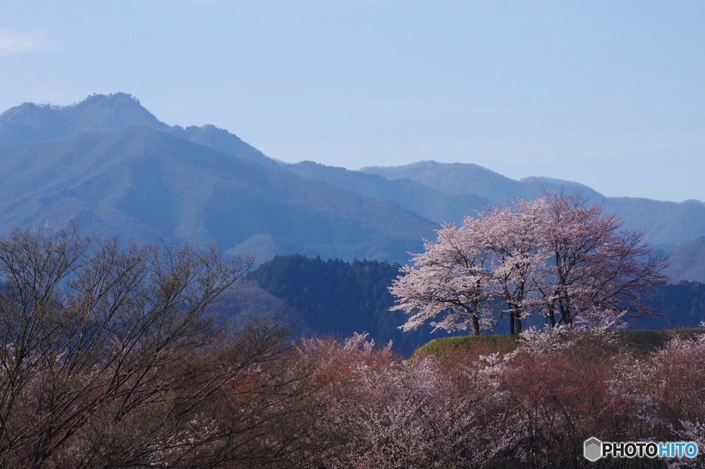 稲含山と桜