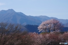 稲含山と桜