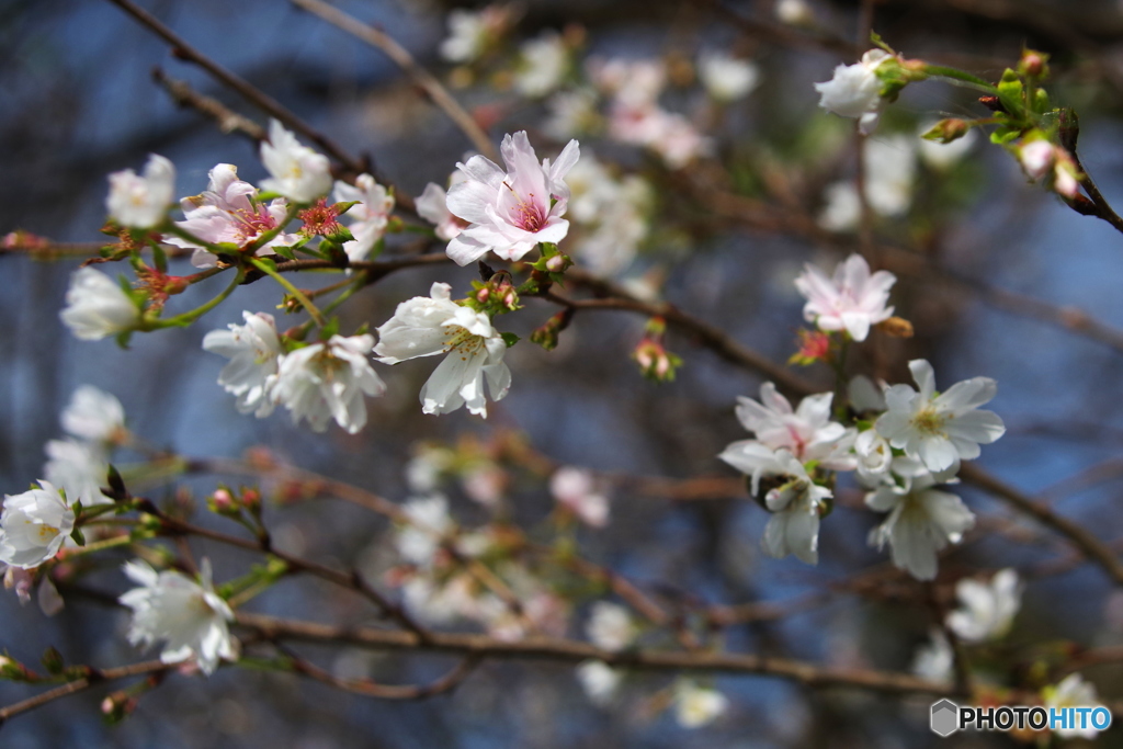 十月桜
