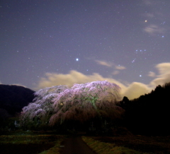 夫婦桜