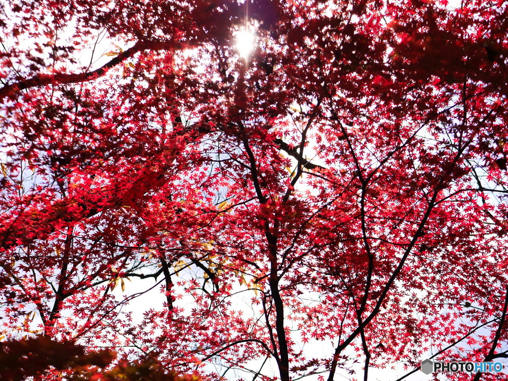紅葉谷４