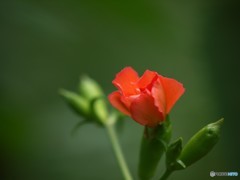 夢の膨らみ