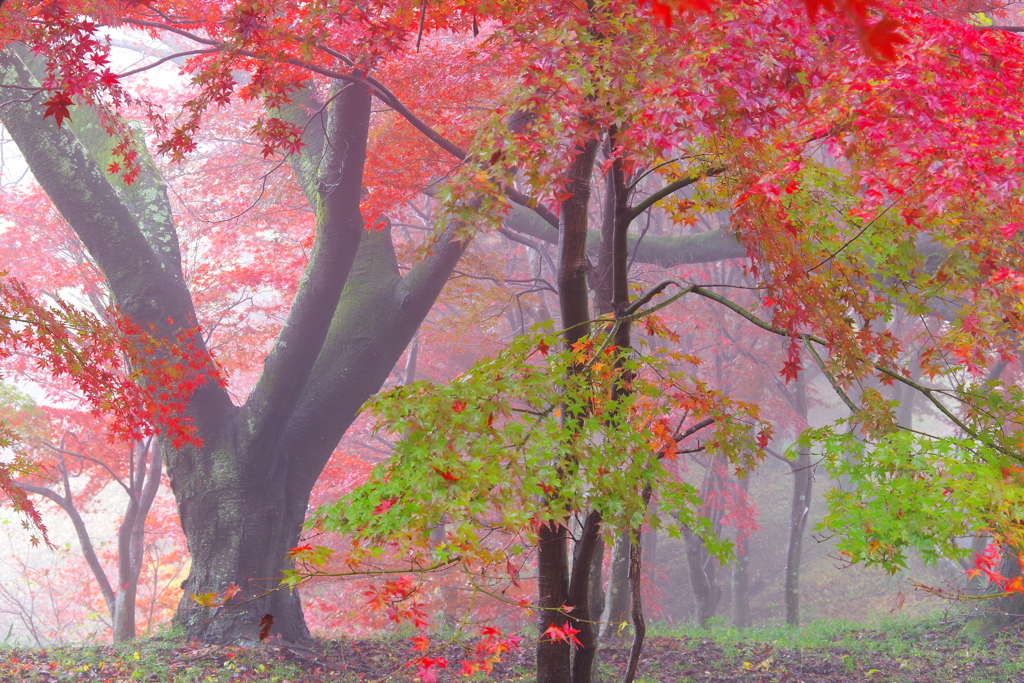 紅葉山３
