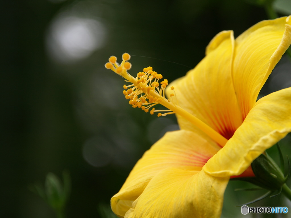 花のささやき