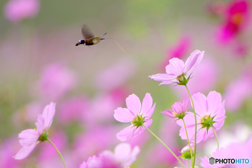 コスモスに舞う