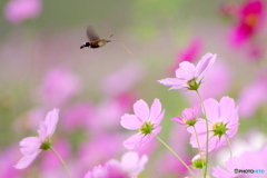 コスモスに舞う