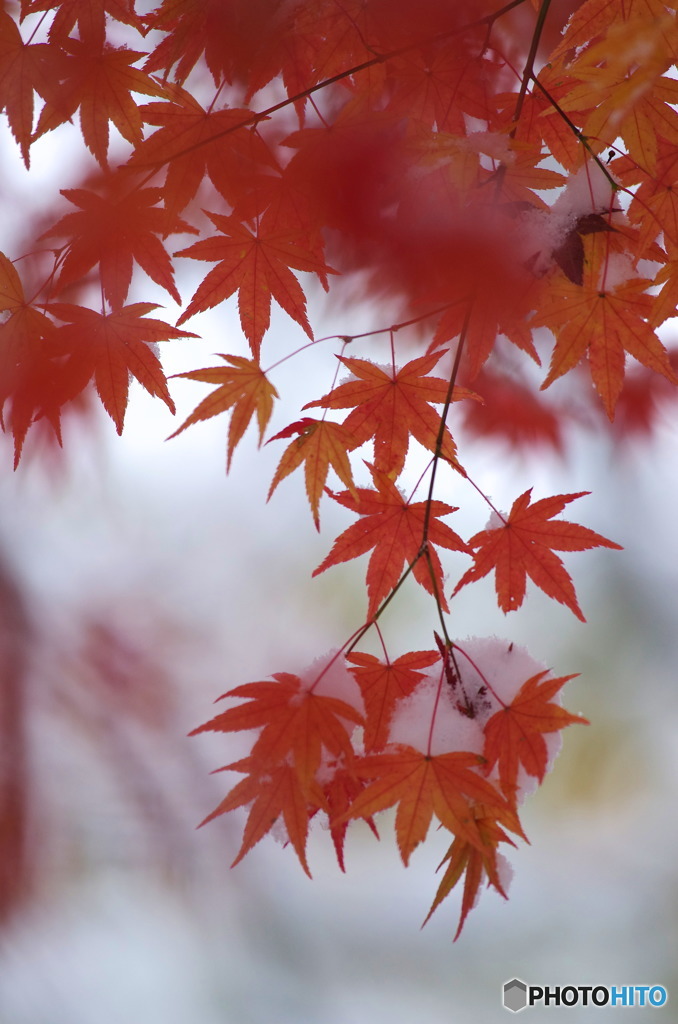 雪モミジ２