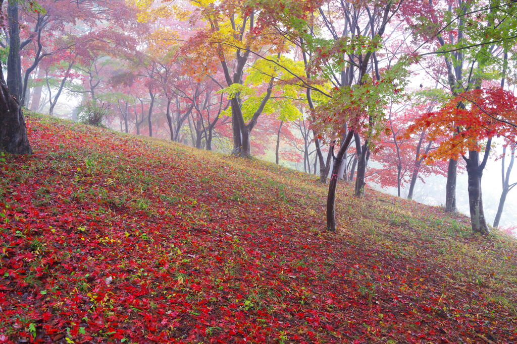 霧巻く紅葉山