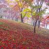 霧巻く紅葉山