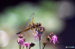 花の香り