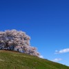 お花見